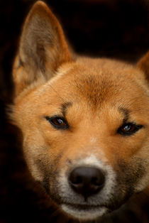 New Guinea Singing Dog by serenityphotography