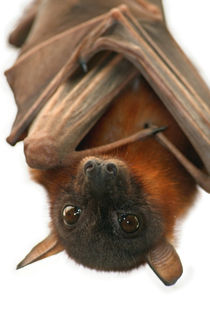 Little Red Flying Fox von serenityphotography