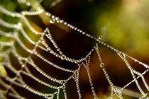 Droplets on a Web by serenityphotography