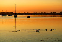 Duck Family by serenityphotography