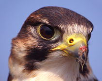 Lanner Falcon by serenityphotography