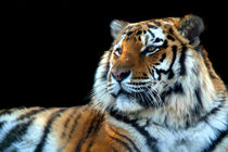 Sumatran Tiger von serenityphotography