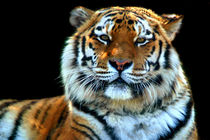 Majestic Sumatran Tiger von serenityphotography
