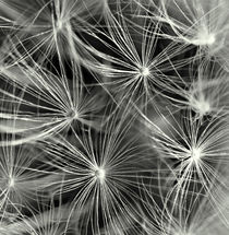 Dandelion seeds soft focus. by rosanna zavanaiu