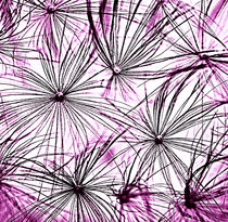 Dandelion Seedhead purple tones by rosanna zavanaiu