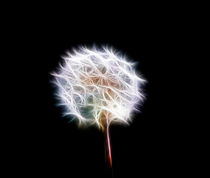 Shining Dandelion Clock von Graham Prentice