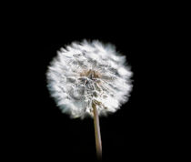 Dandelion Clock von Graham Prentice