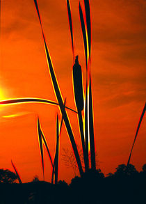 Bullrushes At Sunset von Graham Prentice