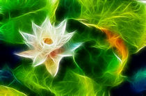 Fractal Water Lily von Graham Prentice