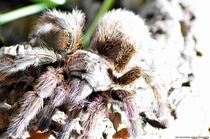 Grammostola rosea von Ridzard  König