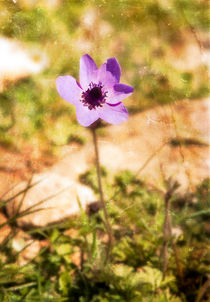 Wild Anenome von Graham Prentice