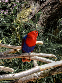 Red-Blau Parrot by markowmedia