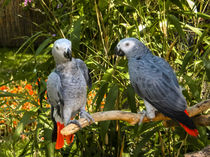 Paar Papagei von markowmedia