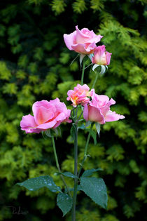 Lilac roses von Raffaella Lunelli
