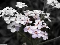 Wiesenkinder3 von Ridzard  König