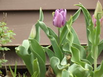 First Tulip of Spring by Rita Williams