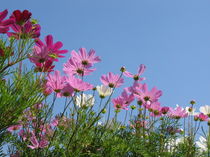 Blumengrüße 1 von Karoline Stuermer