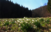 Waldwiese mit Märzenbecher von Wolfgang Dufner