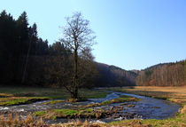 Wo der Wildbach fließt von Wolfgang Dufner