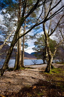 Trees by Loch Maree von Jacqi Elmslie