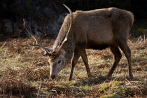 Wild Red Deer Stag von Jacqi Elmslie