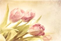 rose tinted spring von Priska  Wettstein