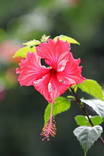 Flower von Roland Spiegler