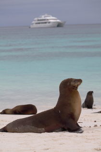 Galapagos Seelöwe von Roland Spiegler