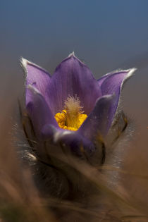 The genus Pulsatilla  von Odon Czintos