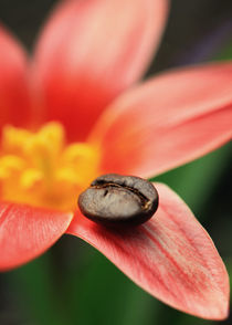 Tulpe Kaffeebohne von Falko Follert