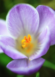 Crocus flowers by Falko Follert