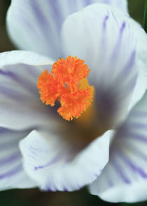 Crocus von Falko Follert