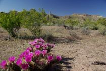 Hedgehog Cactus in the Ajo Mountains von Pat Goltz