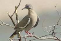 White-winged Dove by Pat Goltz