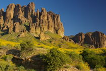 Brittlebush in the Superstition Mountains von Pat Goltz