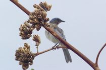 Mexican Jay on Agave von Pat Goltz