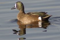 Blue-winged Teal von Pat Goltz