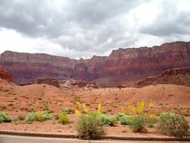 Princes Plume in Glen Canyon by Pat Goltz