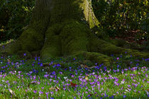 Frühling an einer alten Buche von Wolfgang Dufner