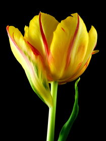 Tulpe by Kerstin Runge