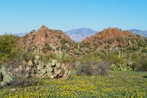 Carpet of Bladderpods von Pat Goltz