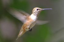 Rufous Hummingbird in Flight by Pat Goltz