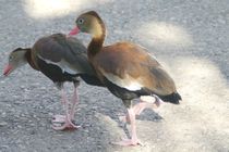 Black-bellied Whistling Ducks by Pat Goltz