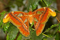 Atlas Moth by Pat Goltz