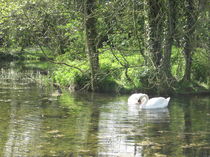 Swan Lake von Azzurra Di Pietro