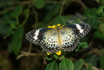 Red Lacewing by Pat Goltz