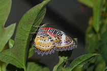 Leopard Lacewing von Pat Goltz