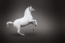 White horse rearing von tkdesign