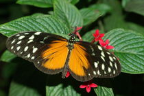 Ismenius Longwing by Pat Goltz