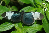 Sapho Longwing by Pat Goltz